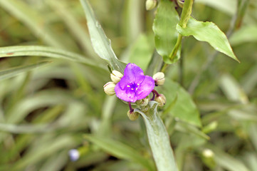 자주 달개비 꽃