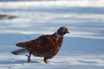 pigeon in the snow