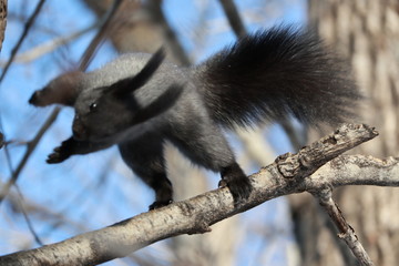 squirrel on a tree