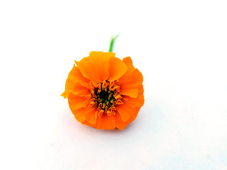 a yellow  marigold flower isolated on white background