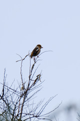 wild bird hawfinch on branch