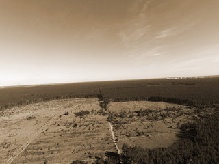 Deforestation. Ecology of Ukrane.The fate of the felled pine forest. Ukraine is increasing timber...