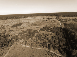 Deforestation. Ecology of Ukrane.The fate of the felled pine forest. Ukraine is increasing timber...