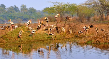 flock of pelicans in a lake