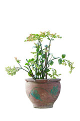 Fototapeta premium Candelilla, Tall slipper plant or Slipper spurge bloom in pot isolated on white background included clipping path.