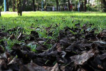 plants in the garden