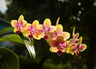Fototapeta na wymiar Pretty and colorful Indonesian orchid with bokeh background.