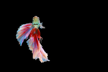 Red and blue tail  betta fish, Siamese fighting fish, betta splendens (Halfmoon betta, Pla-kad (biting fish) isolated on black background.