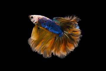 Dark blue and yellow  batte fish has color blue and pink at tails, isolated on a black background.