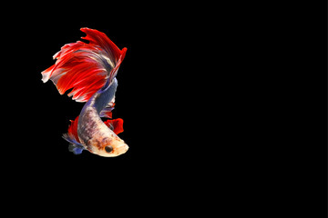 Red and blue tail  betta fish, Siamese fighting fish, betta splendens (Halfmoon betta, Pla-kad (biting fish) isolated on black background.