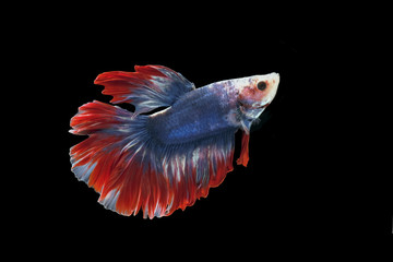 Red and blue tail  betta fish, Siamese fighting fish, betta splendens (Halfmoon betta, Pla-kad (biting fish) isolated on black background.