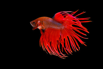 Fototapeta premium Red crowntail , red betta fish, Siamese fighting fish, betta splendens (Halfmoon betta, Pla-kad (Biting fish) isolated on black background.