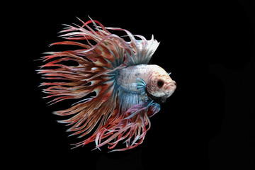 White red and blue crowntail , White red and blue betta fish, Siamese fighting fish, betta splendens (Halfmoon betta, Pla-kad (Biting fish) isolated on black background.