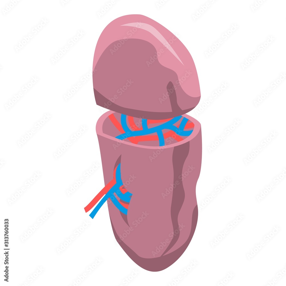 Poster spleen section icon. isometric of spleen section vector icon for web design isolated on white backgr