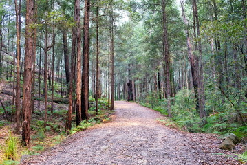 Bush walk and a walking track in wild forest in Berowra National Park, Australia