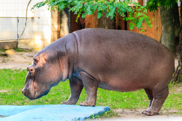 Common hippopotamus (Hippopotamus amphibius) or hippo