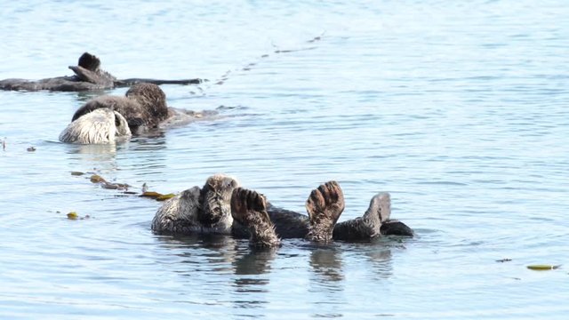 HD Video of a California Sea Otter grooming and playing in shallow ocean waters close to shore. Sea otters spend much of their time grooming. When eating, sea otters roll in the water frequently.