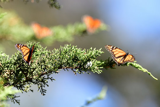 Monarch Butterfly At Monarch Groove, Pismo Beach, California