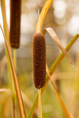 Reed plant in autumn