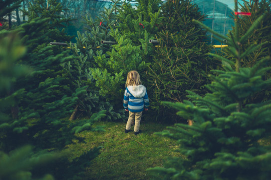 Little toddler looking at christmas trees on farm