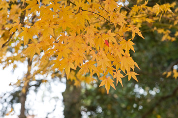 The scenery of autumn leaves in Kyoto,Japan.