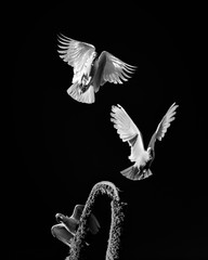 Fototapeta na wymiar Black and white photo of a flying Cockatoos, Sydney Australia