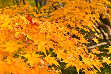 The scenery of autumn leaves in Kyoto,Japan.