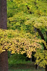 Naklejka premium The scenery of autumn leaves in Kyoto,Japan.
