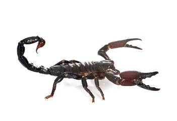 heterometrus spinifer in studio