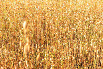 Crop of oats. Field with ripe oats in the countryside. Selective focus.