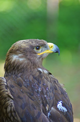 Orzeł © Patdrig Torc