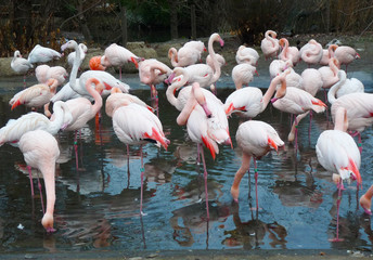 lots of pink flamingos in the lake on a dark background