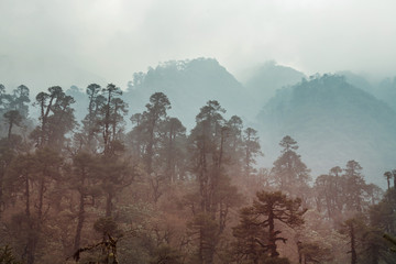 Obraz premium Nepal jungle