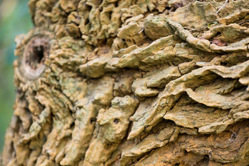 Tree bark with textures in pampa argentina