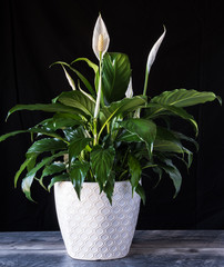 Peace Lily in white flower pot on wood with black background. spathiphyllum houseplant