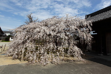 枝垂桜