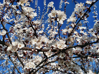 Beautiful flowers blooming in a city park