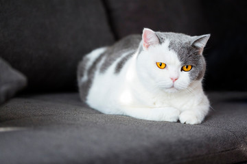 British Shorthair cat, blue bi color , amber eyes, pedigree.