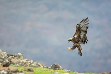 Golden eagle in flight at Madzharovo, Rhodope mountains, Bulgaria.