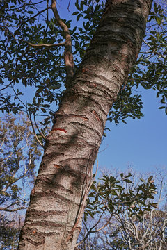 タイワンリスの仕業と思われる樹皮剥ぎ痕のある木