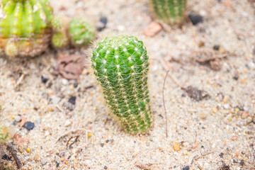 Small Cactus species called Echinopsis Calochlora Cactus a plant that grows in the desert, Selective focus