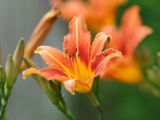 (Hemerocallis fulva) Die Gelbrote Taglilie mit zungenförmig Blütenblätter sternförmig ausgebreitet und grazil