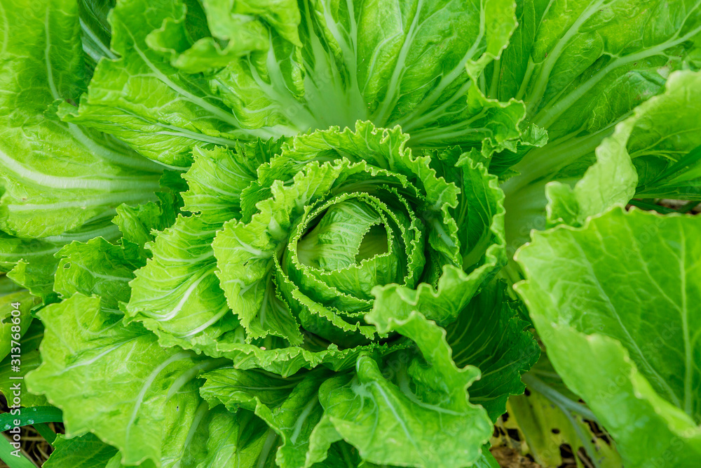 Wall mural close up of fresh green cabbage in organic field.