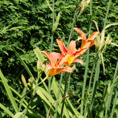 (Hemerocallis fulva) Die Gelbrote Taglilie mit zungenförmig Blütenblätter sternförmig ausgebreitet und grazil