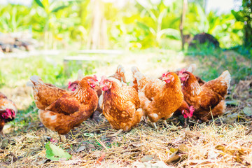 Chickens grazing on field in farm