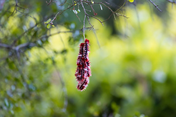 Morpho epistrophus argentinus (argentinian flag butterfly) cateripllars in pampa argentina