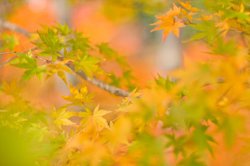 The scenery of autumn leaves in Kyoto,Japan.