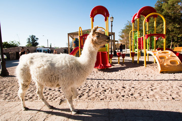 Llama