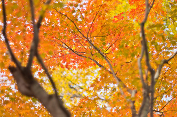 The scenery of autumn leaves in Kyoto,Japan.