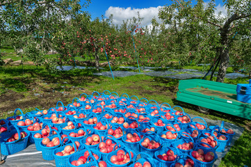 【青森津軽のりんご園】津軽の真っ赤なりんごは今収穫中